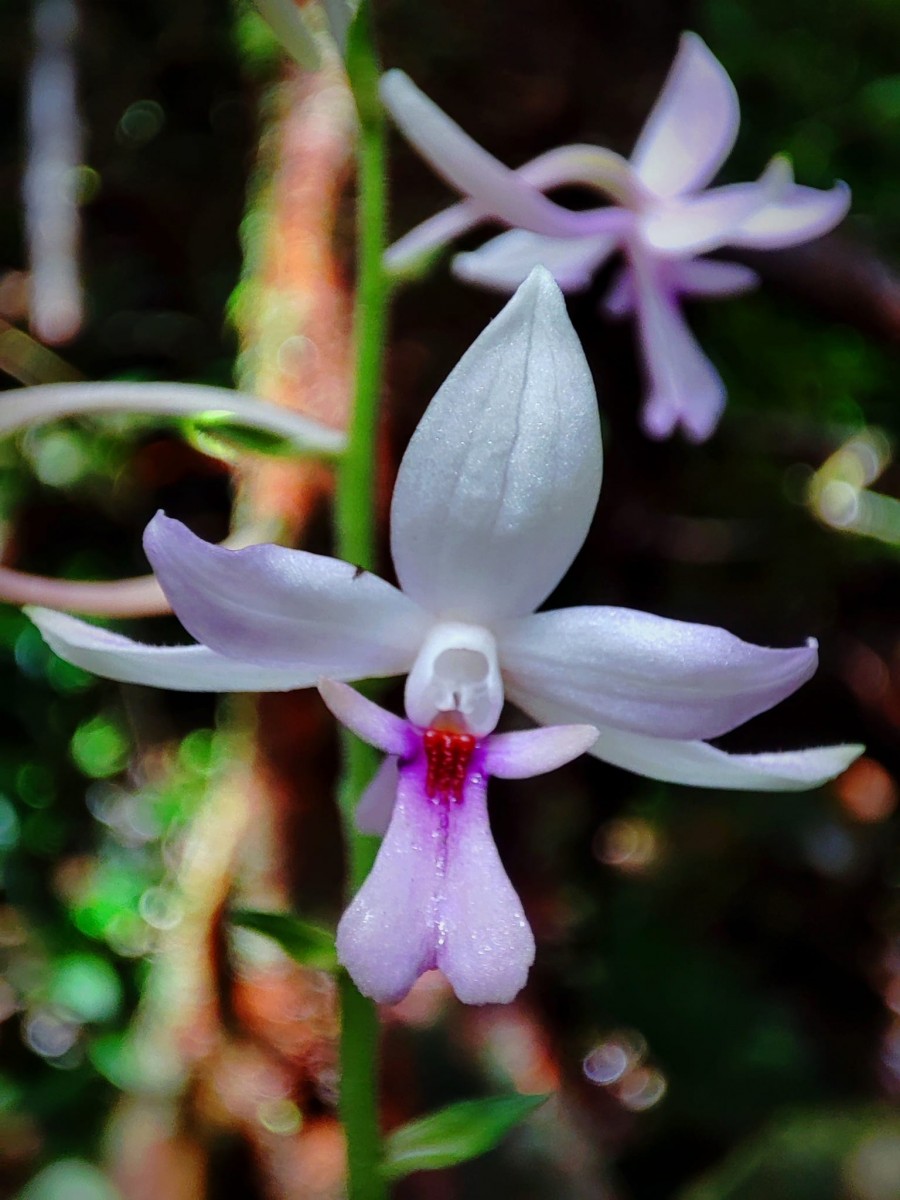 Calanthe masuca (D.Don) Lindl.